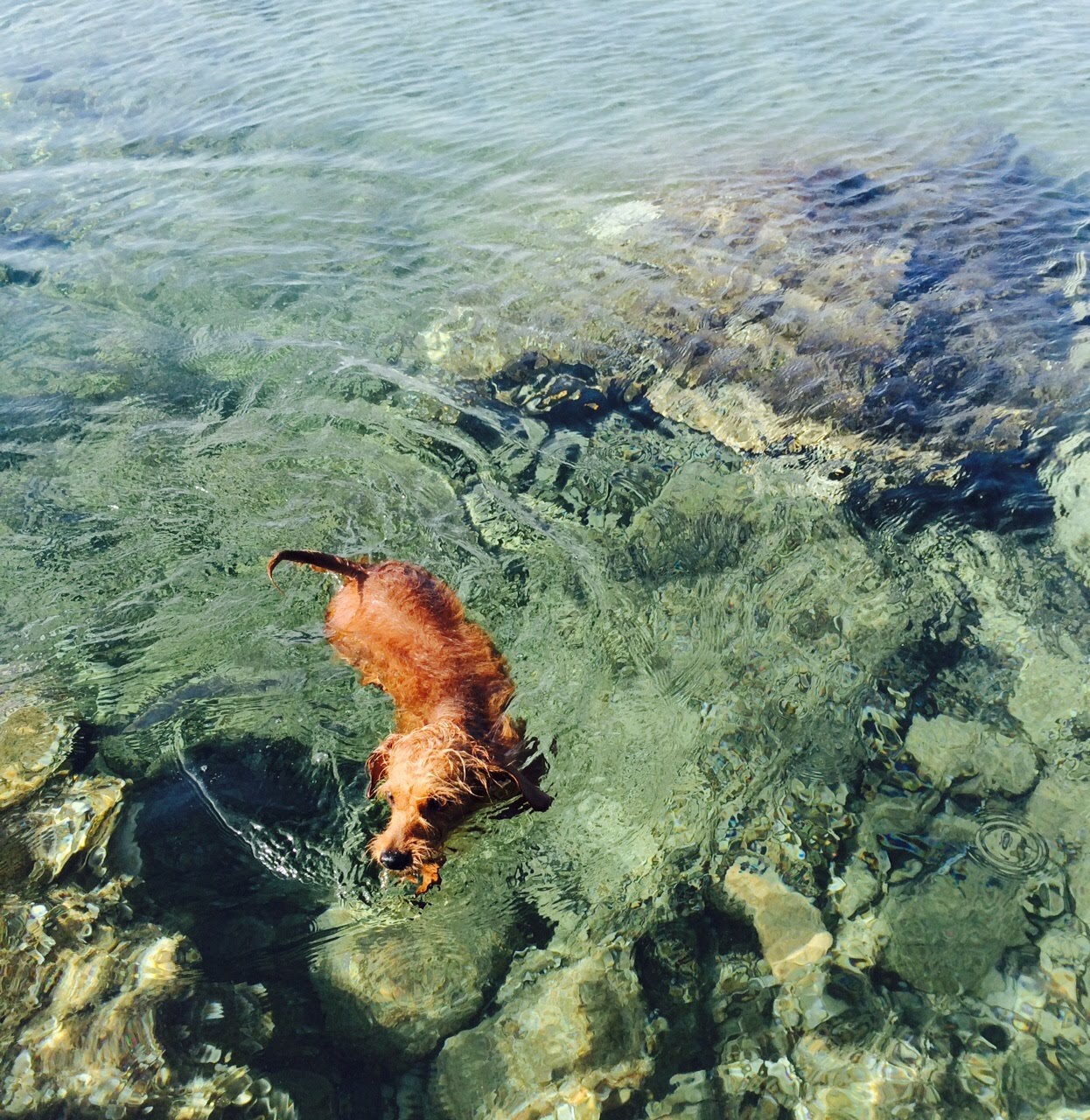Molly nuota in un mare cristallino