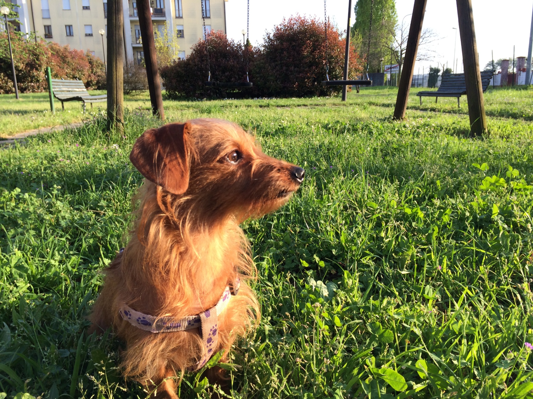 Molly nell’erba del parco, il muso alzato verso il sole