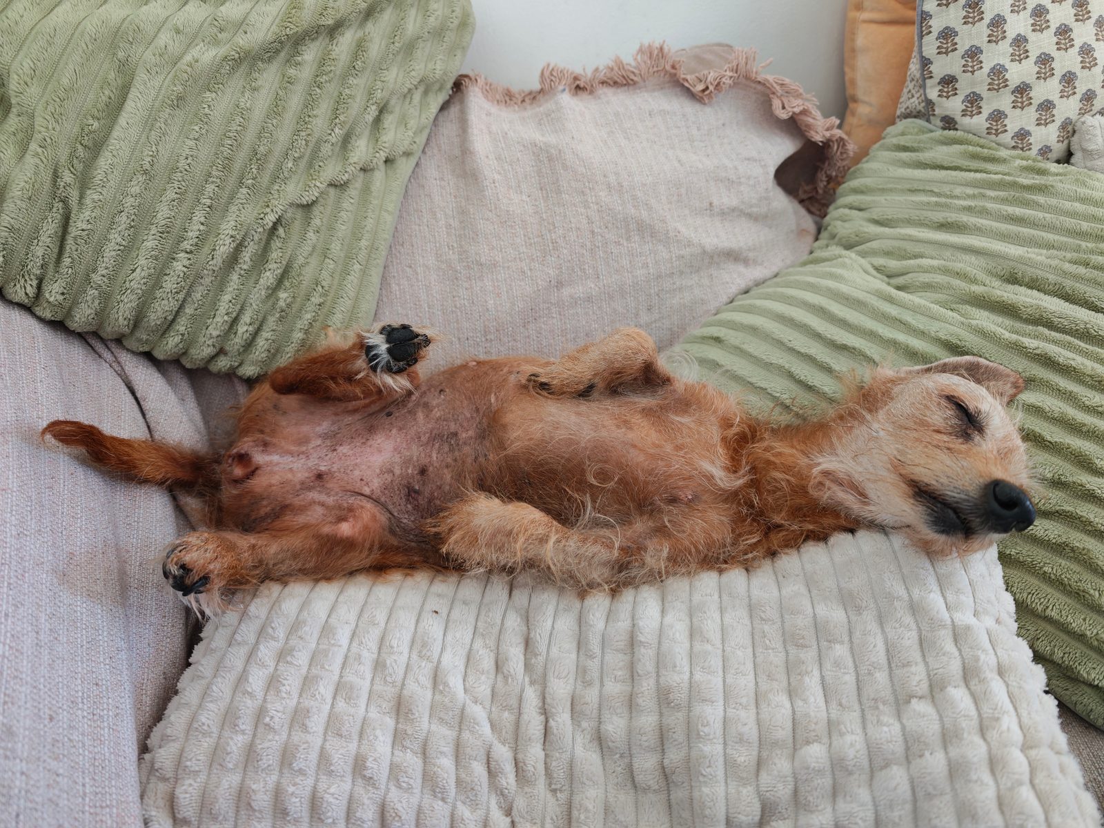 Molly dorme pancia all’aria sul divano